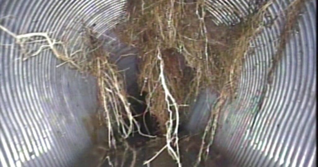 Fine and mass tree roots hanging into a drainage pipe from a defective joint, seen on a CCTV survey