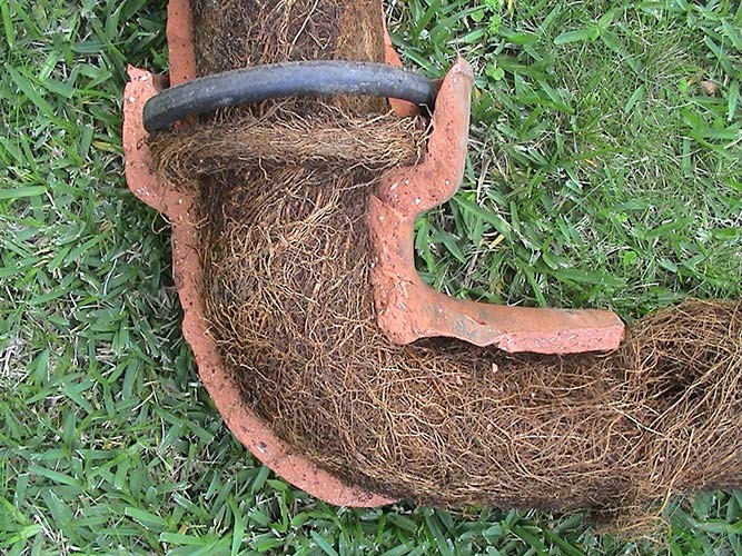A section of clay drainage pipe split open, the bore filled solid with fine tree root mass
