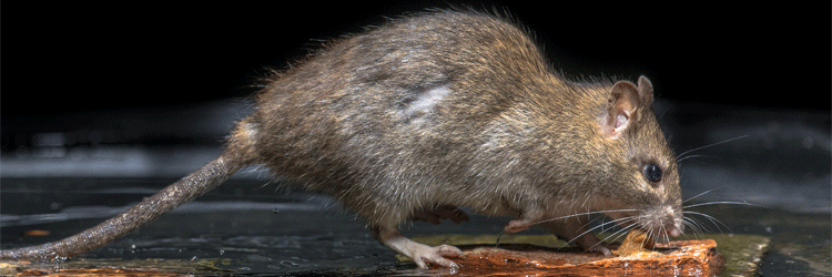 a large rat foraging in sewer and drainage